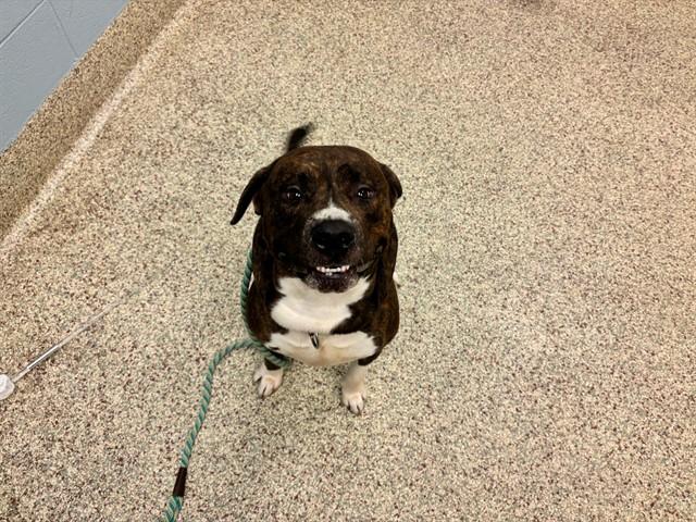 LOU BOY, Adoptable, Adult Male Pit Bull Terrier & Cane Corso.
