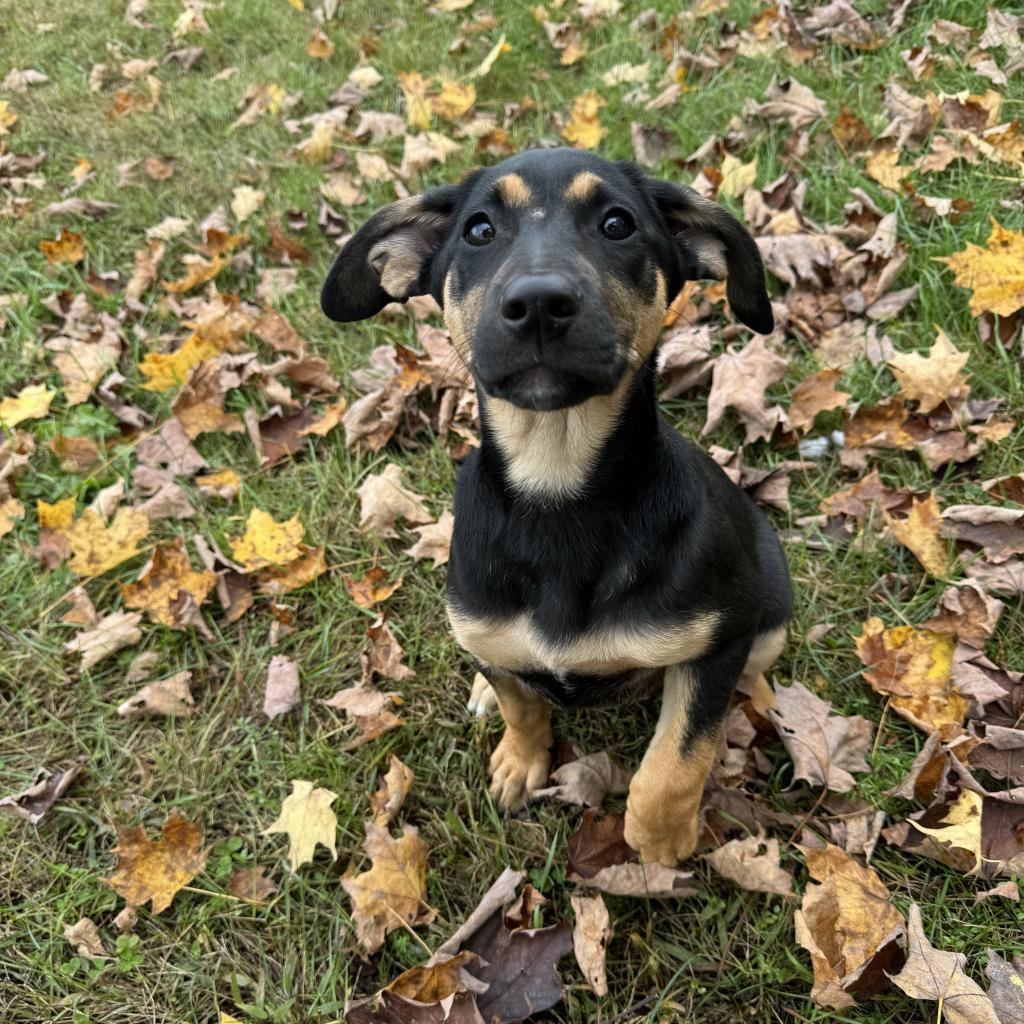 Dog for adoption Nova, a Mixed Breed in Morrisville, VT Petfinder