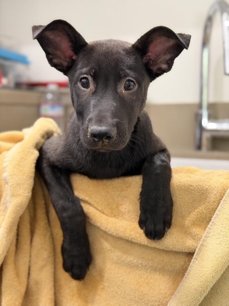 Apollo, Adoptable, Puppy Male German Shepherd Dog.