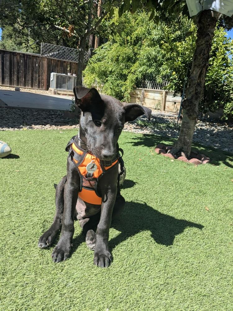 Enlarge Apollo, a Adoptable German Shepherd Dog in Palo Alto, CA image 4/5