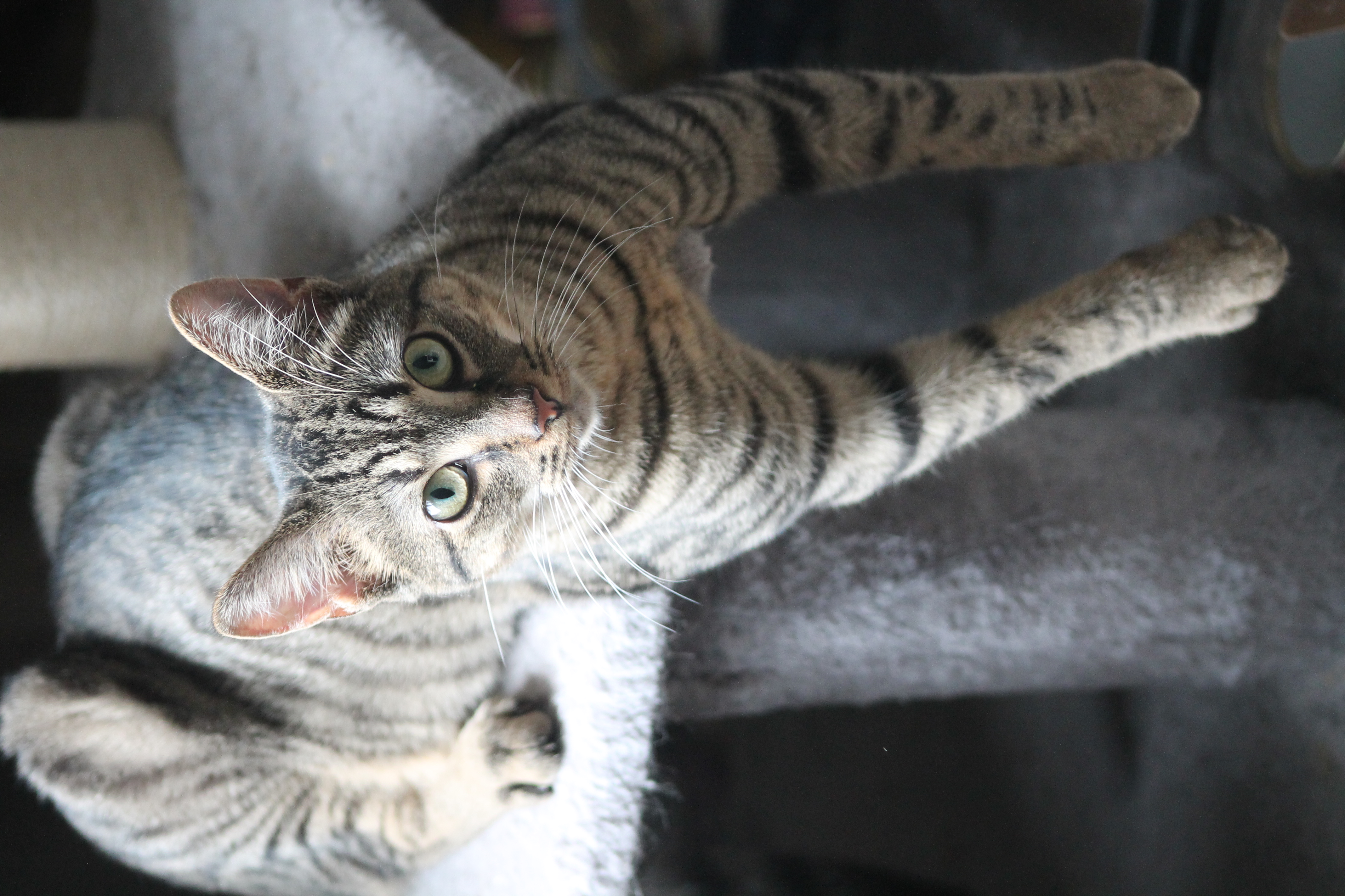 Elvis Purrsley photo 2