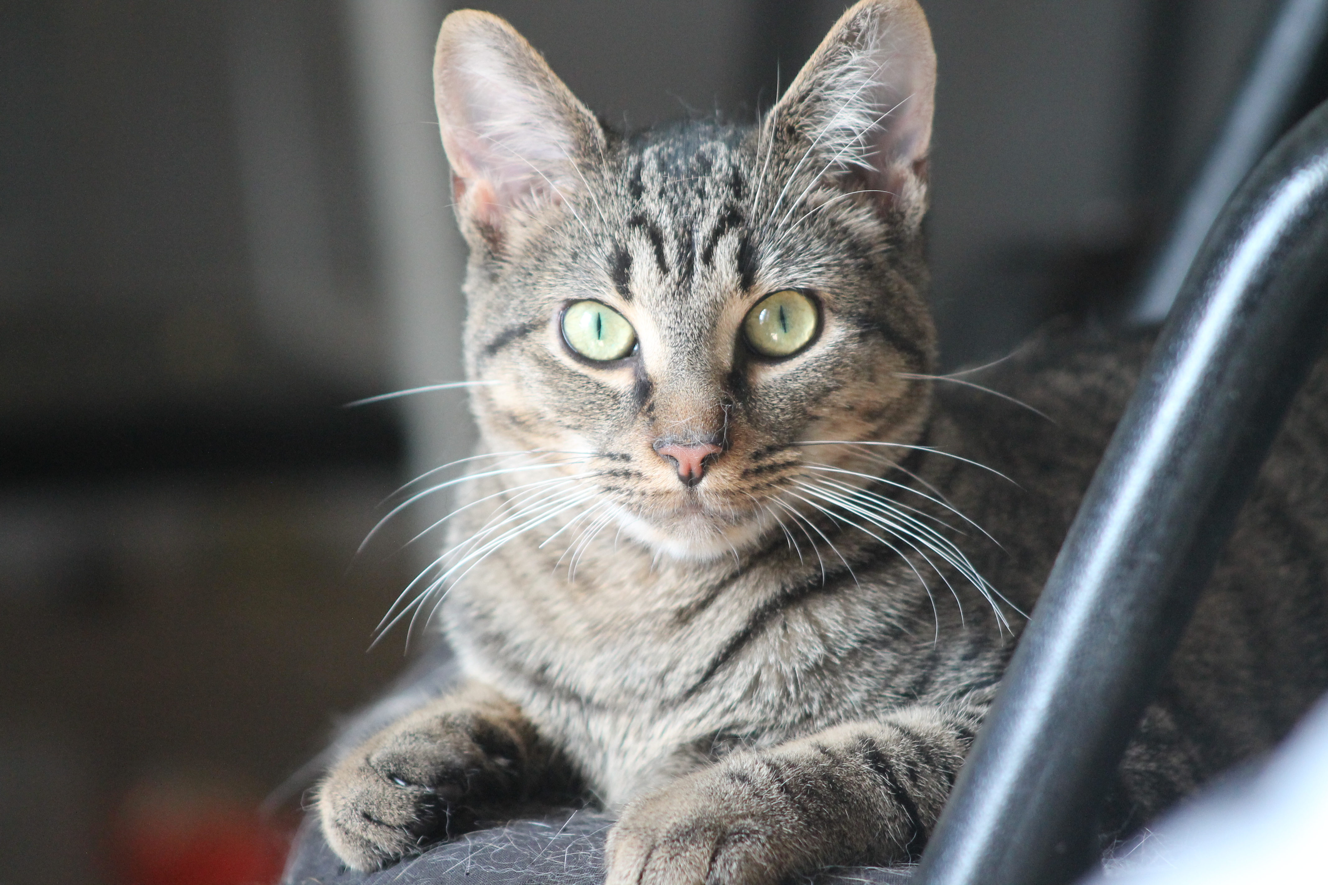 Elvis Purrsley, a Adoptable Domestic Short Hair in Mauldin, SC image 1/4