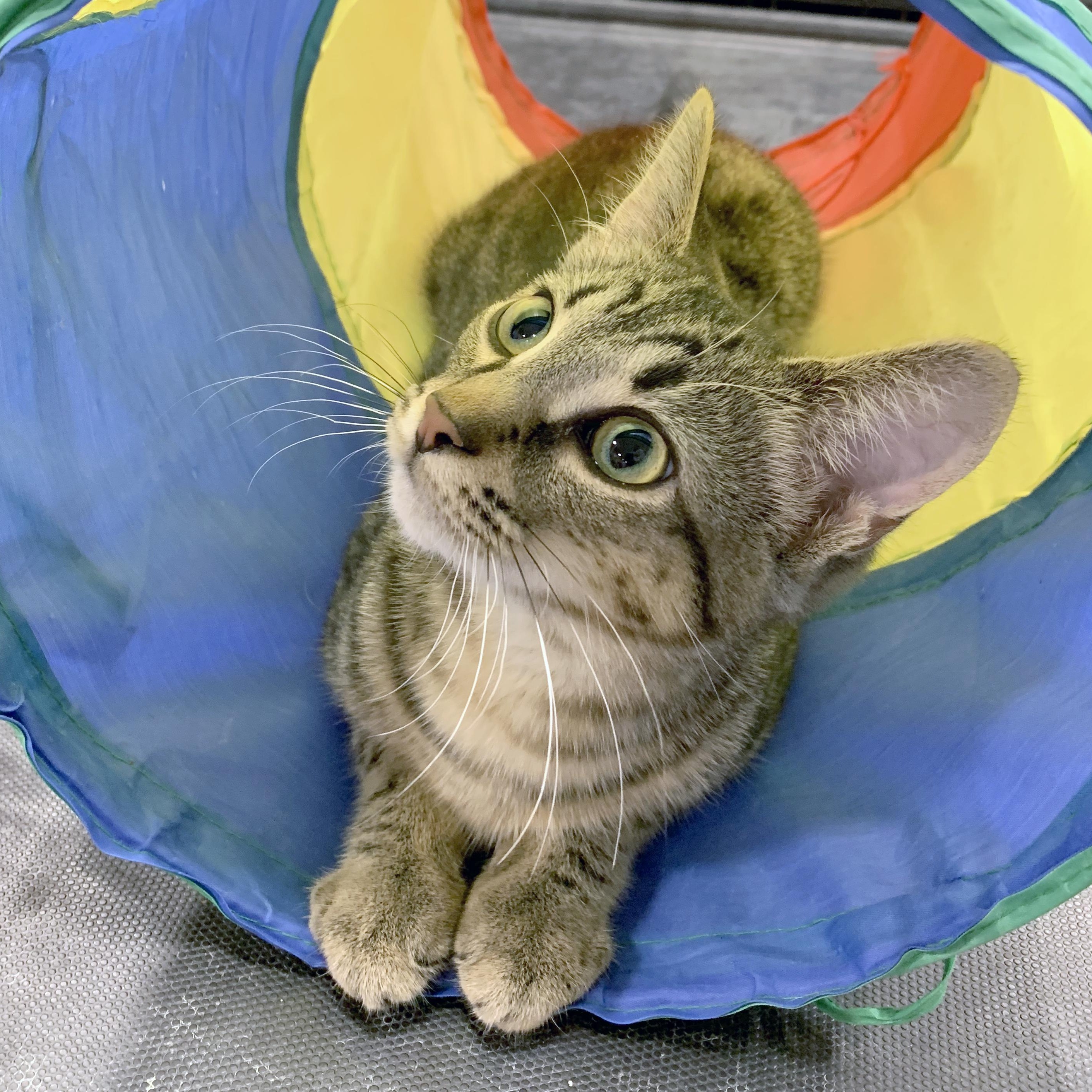 Elvis Purrsley, a Adoptable Domestic Short Hair in Mauldin, SC image 3/4