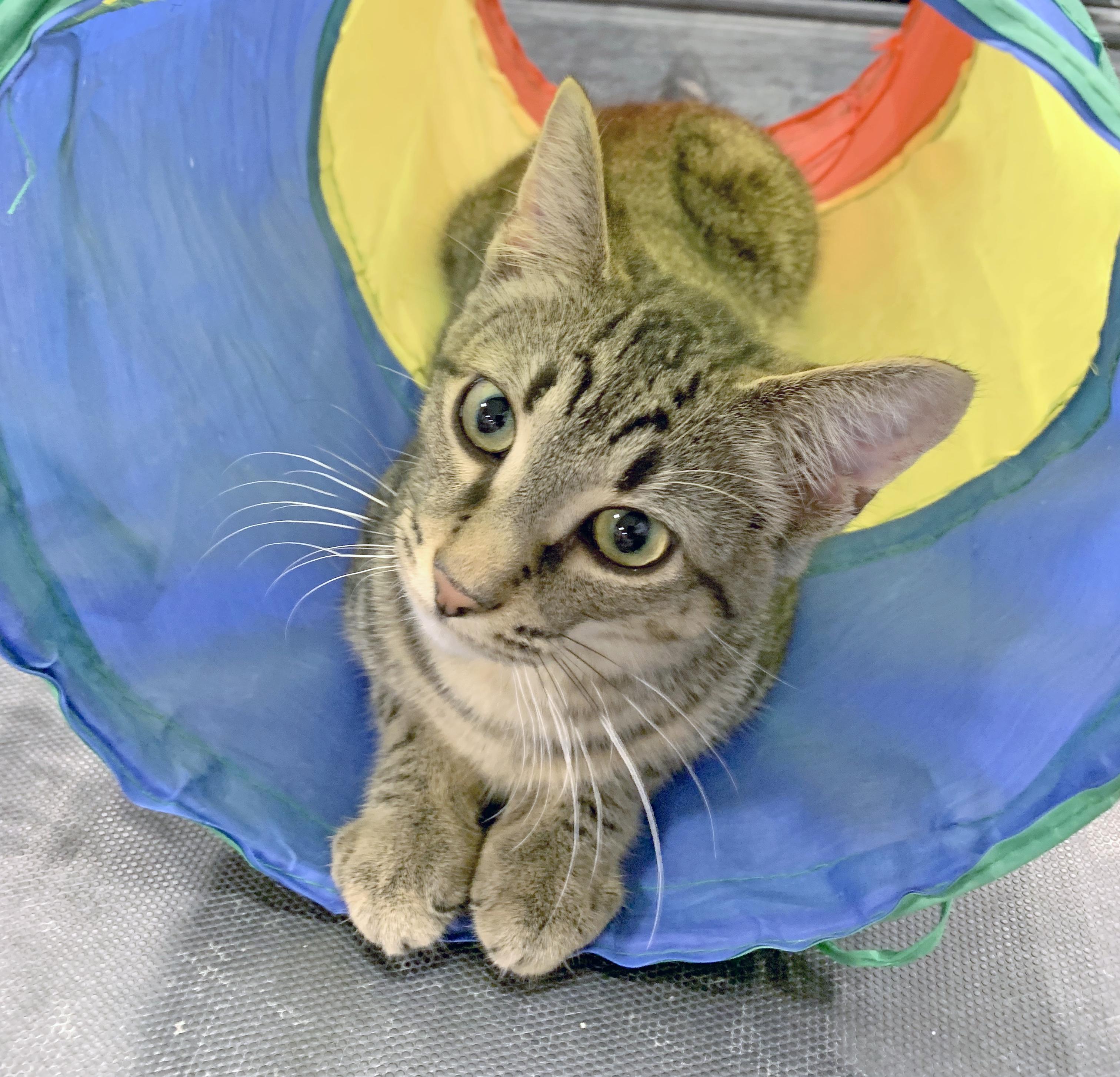 Elvis Purrsley, a Adoptable Domestic Short Hair in Mauldin, SC image 4/4