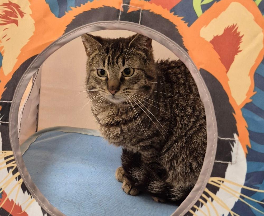 Enlarge Arley, a Adoptable mixed breed in South Bend, IN image 1/5