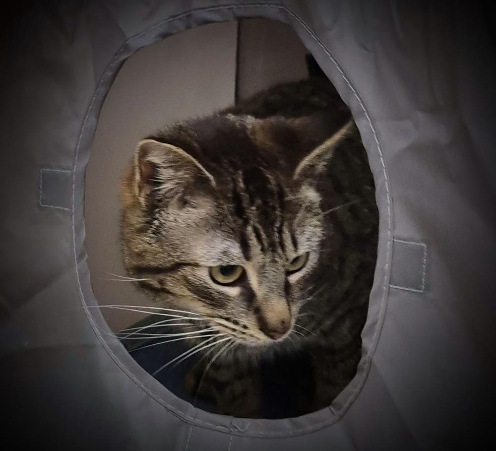 Enlarge Arley, a Adoptable mixed breed in South Bend, IN image 2/5