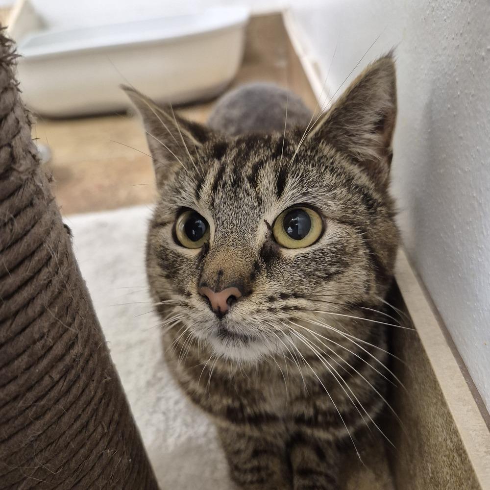 Enlarge Arley, a Adoptable mixed breed in South Bend, IN image 3/5
