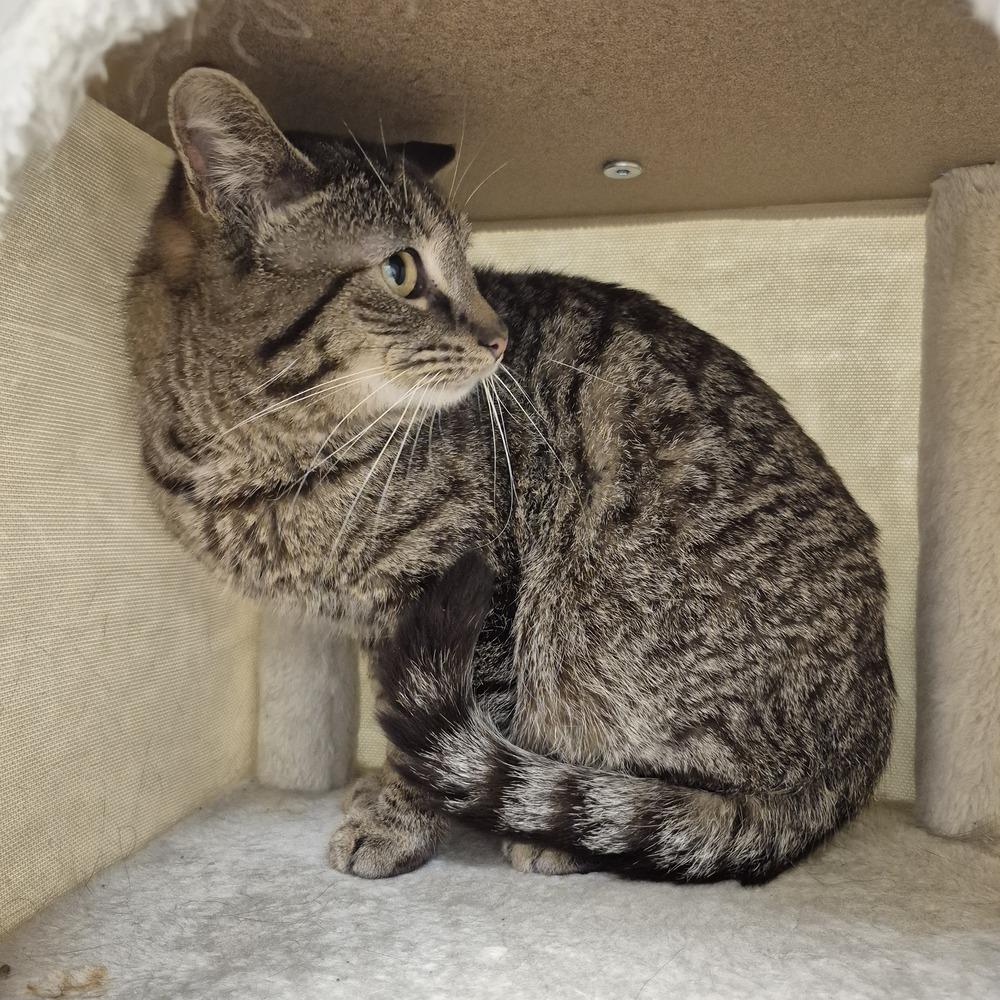 Enlarge Arley, a Adoptable mixed breed in South Bend, IN image 4/5