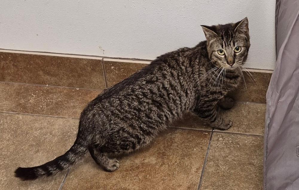 Enlarge Arley, a Adoptable mixed breed in South Bend, IN image 5/5