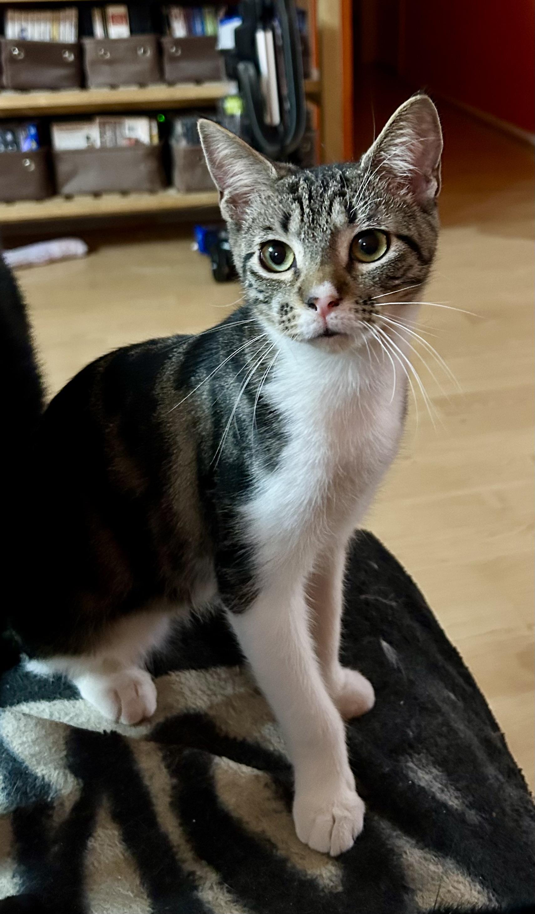 Almond Roca, Baby Female unknown