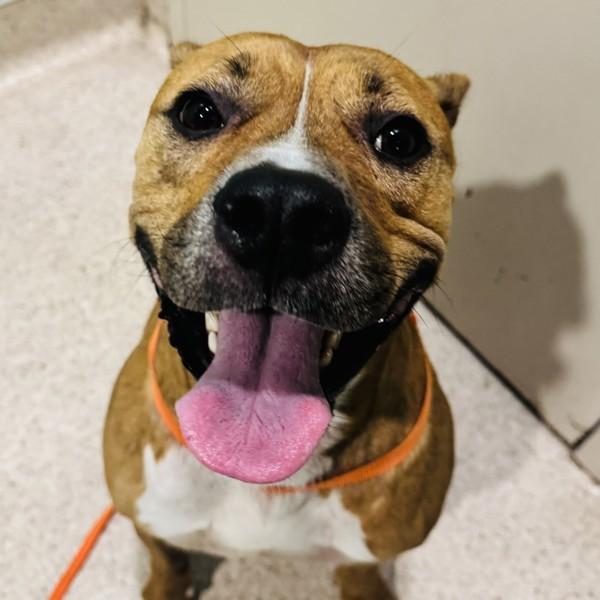 Enlarge Loki, a Adoptable mixed breed in Des Moines, IA image 2/2