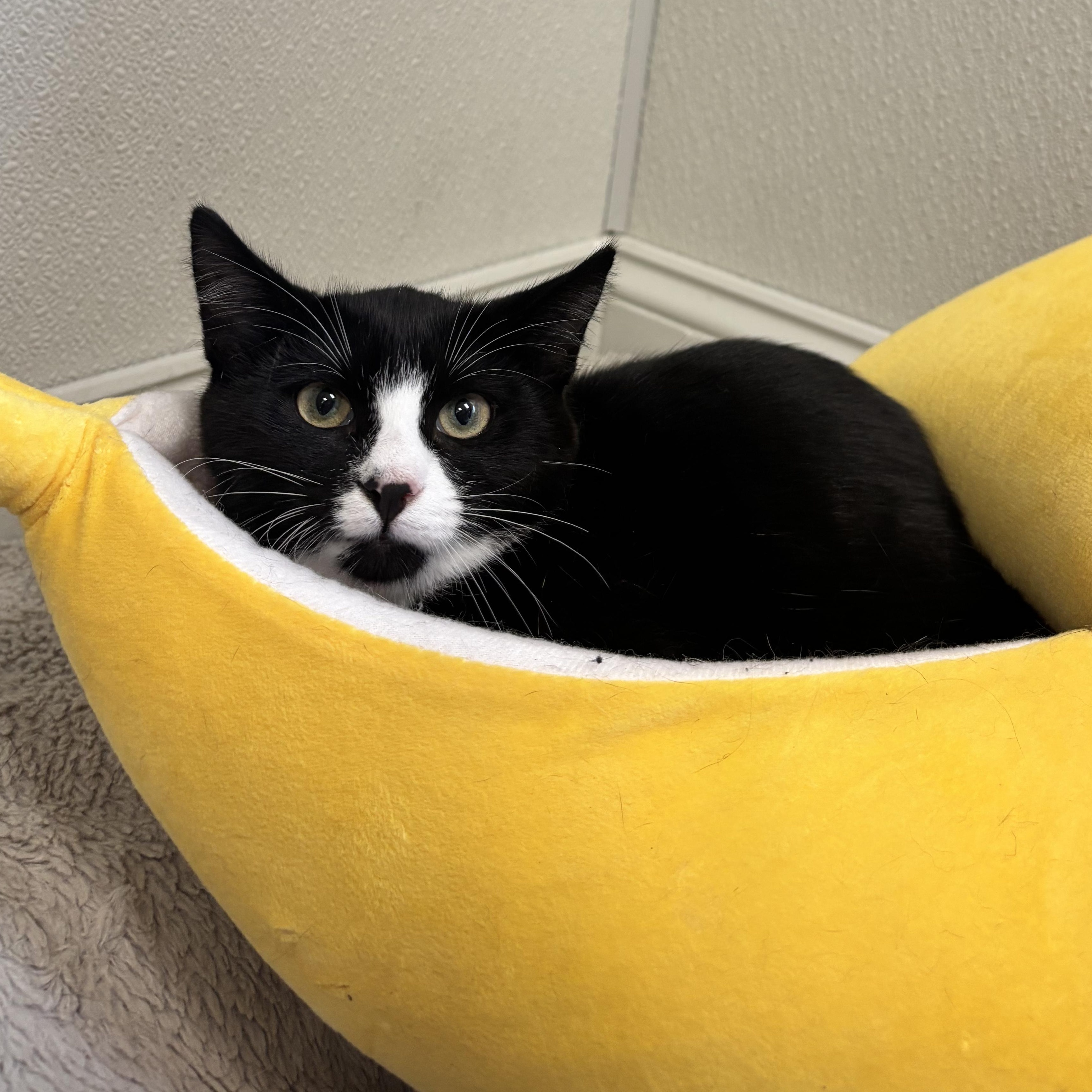 Enlarge Cher, a Adoptable Domestic Short Hair in Fall River, MA image 1/2