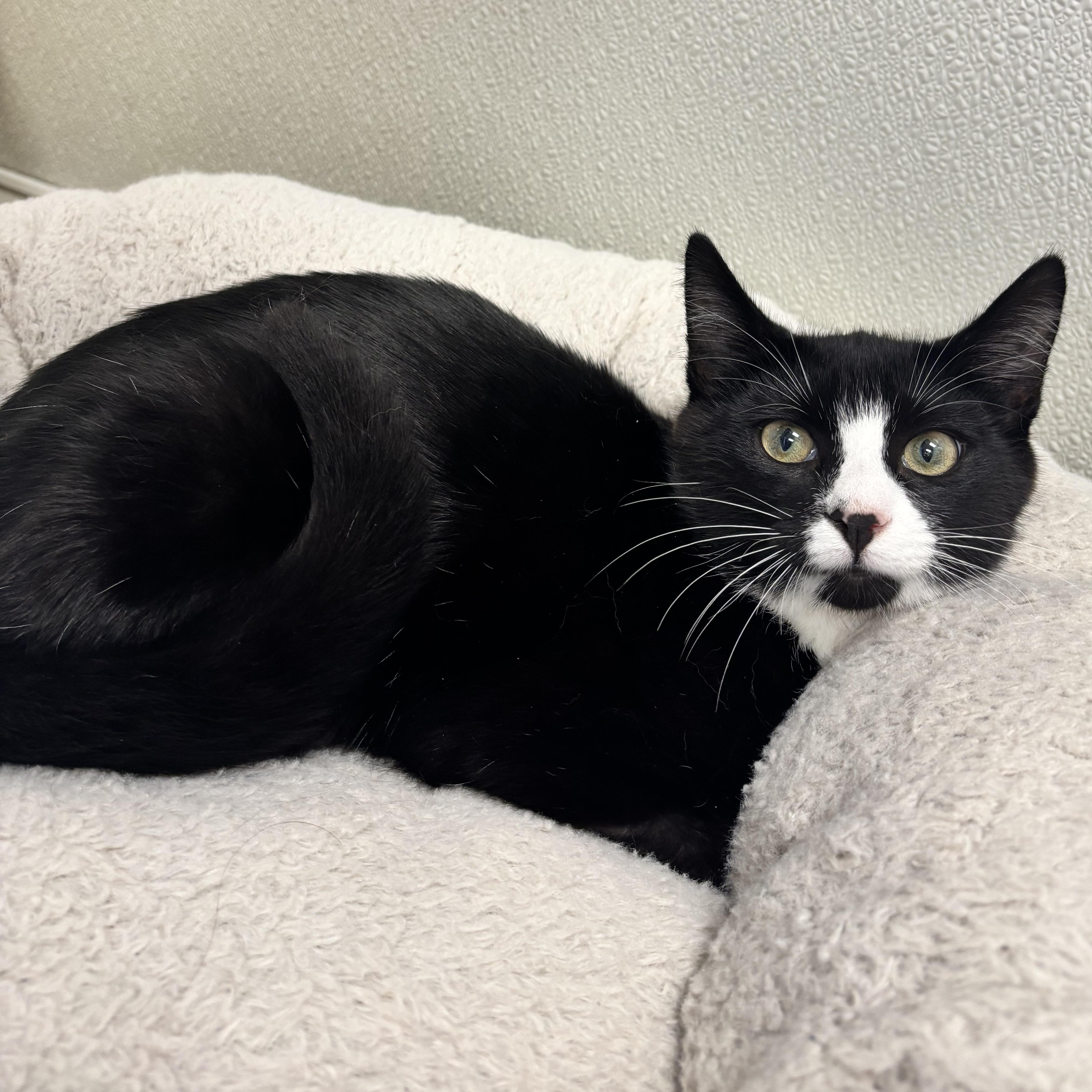 Enlarge Cher, a Adoptable Domestic Short Hair in Fall River, MA image 2/2