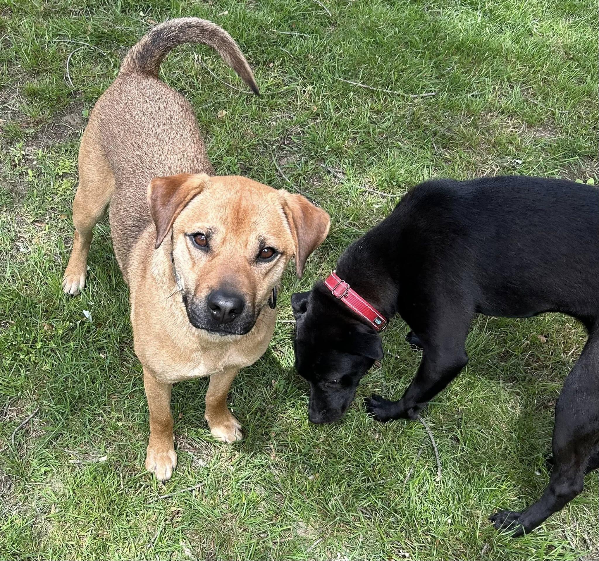 Enlarge Bonnie and Clyde, a ADOPTABLE mixed breed in Middletown, NJ image 1/3