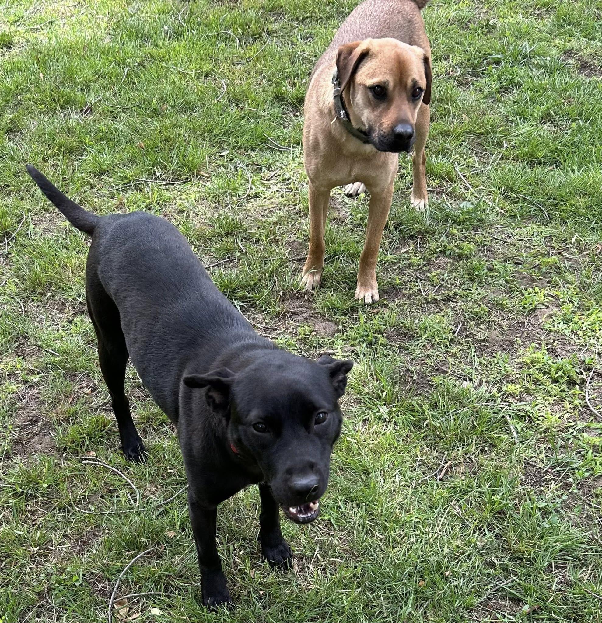 Enlarge Bonnie and Clyde, a ADOPTABLE mixed breed in Middletown, NJ image 3/3