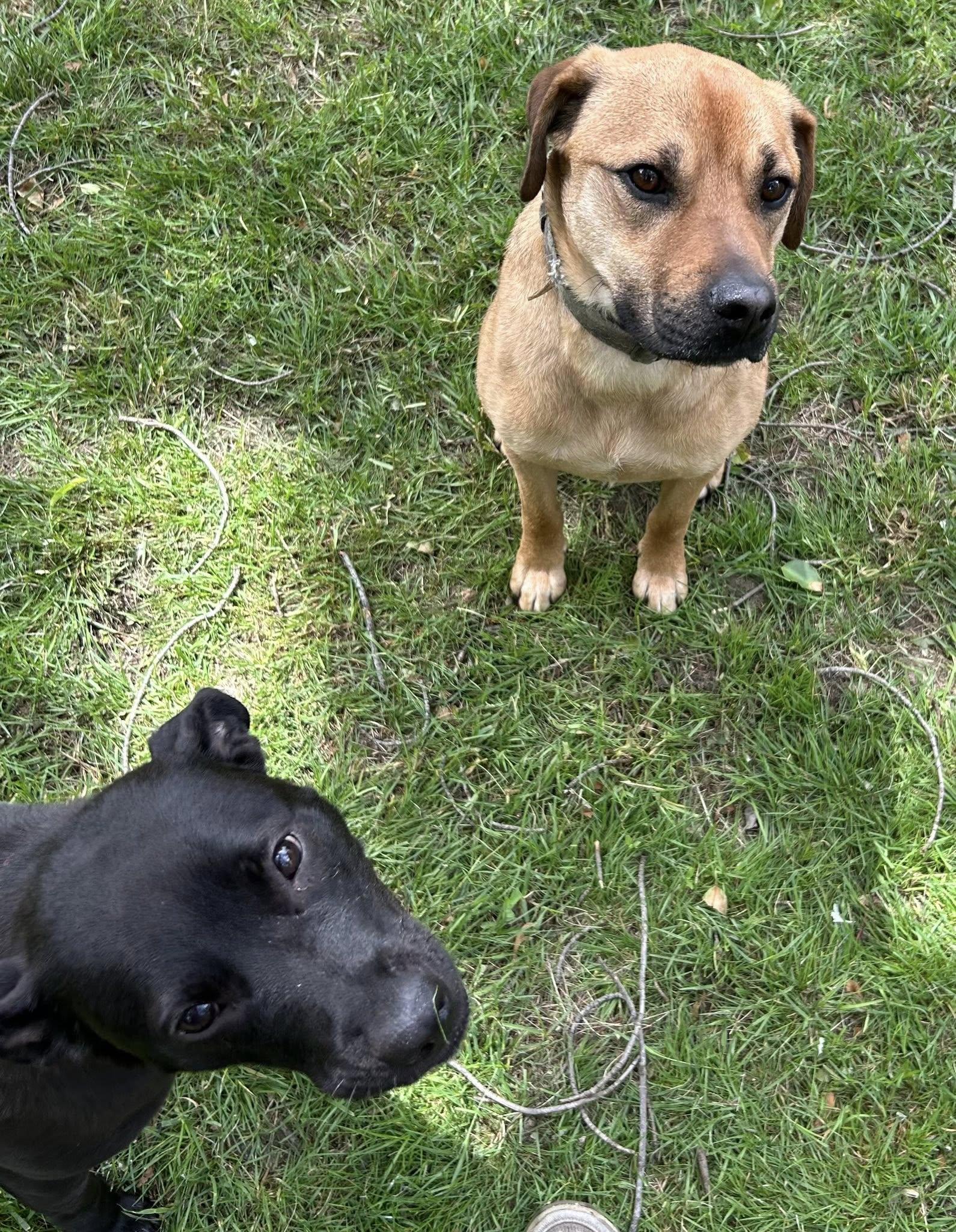 Enlarge Bonnie and Clyde, a ADOPTABLE mixed breed in Middletown, NJ image 2/3