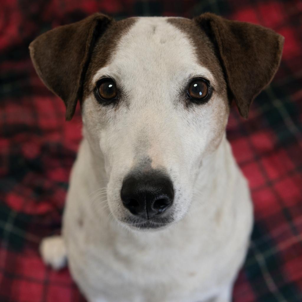 Cotton, Adoptable, Adult Female Dachshund.