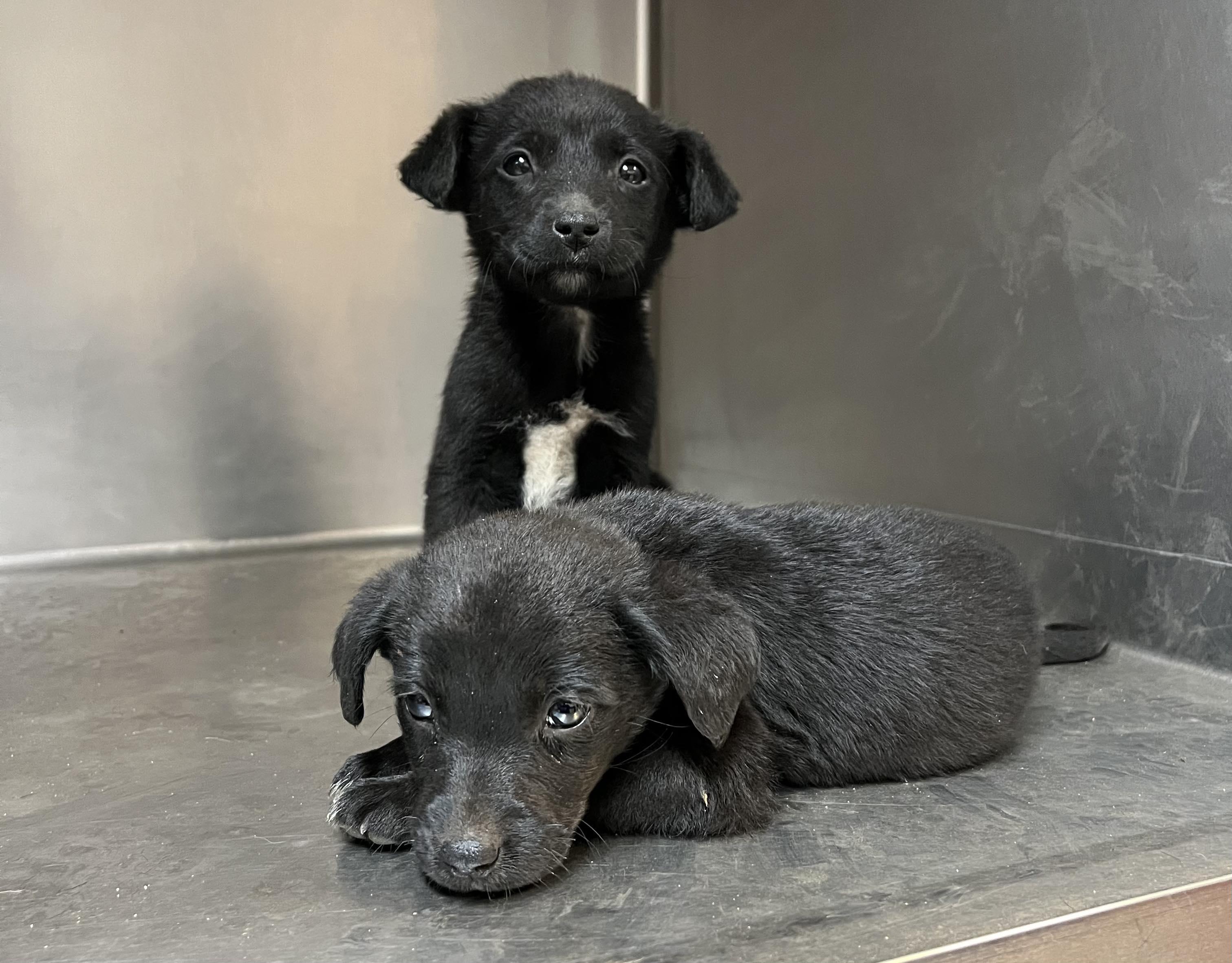 Enlarge Looney Tunes Puppies, a Adopted mixed breed in Bowersville, GA image 4/4