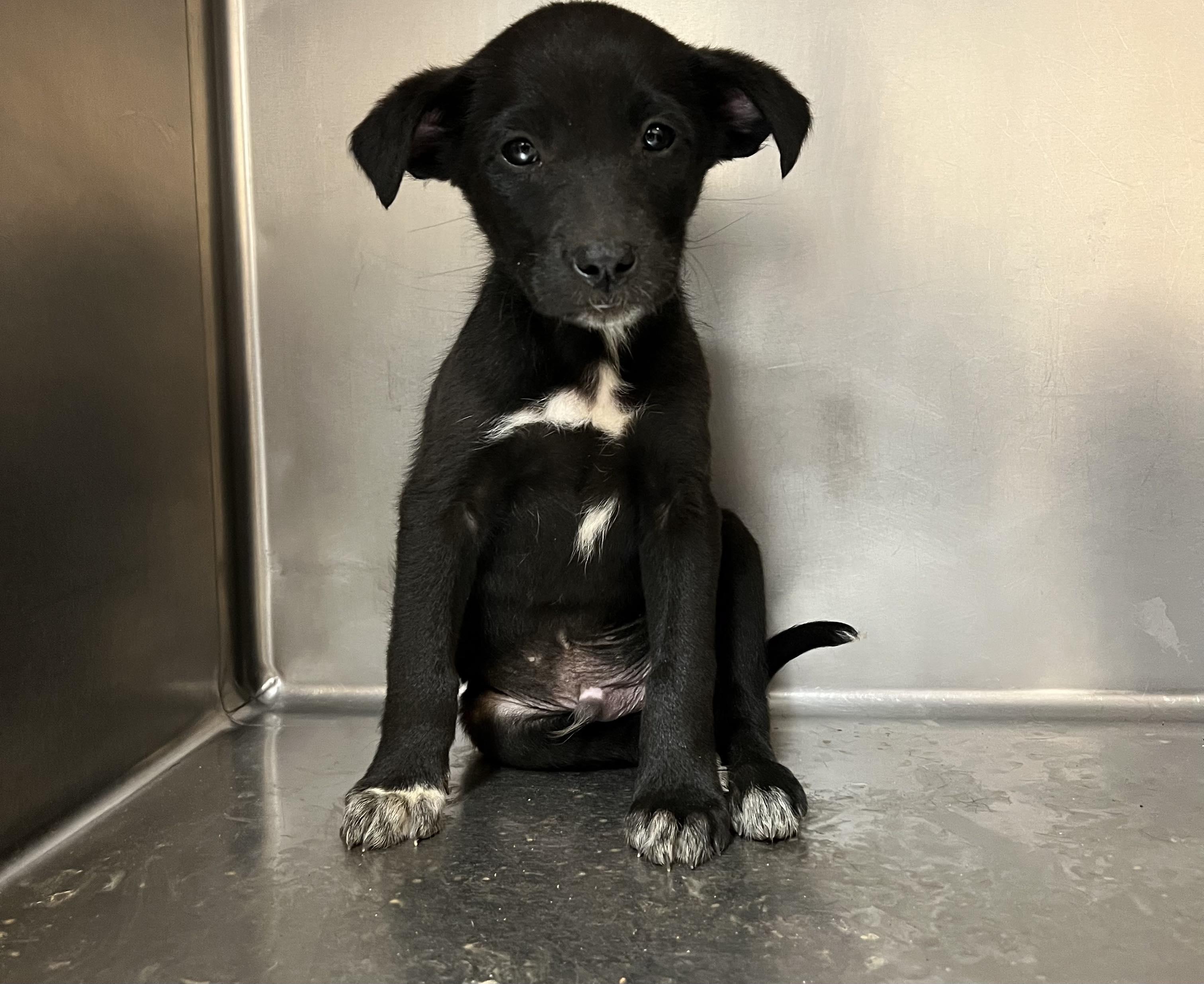 Enlarge Looney Tunes Puppies, a Adopted mixed breed in Bowersville, GA image 1/4