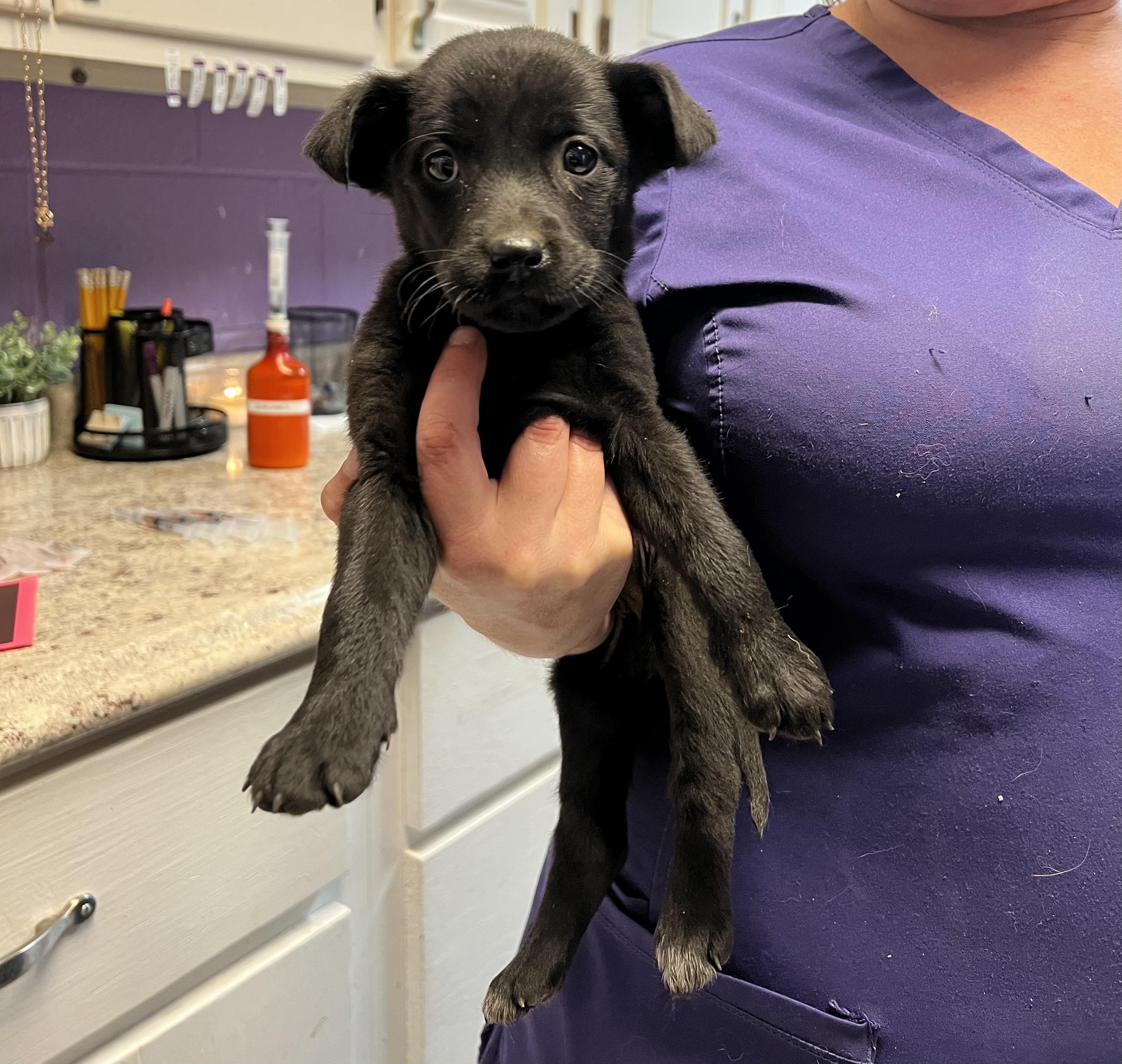 Enlarge Looney Tunes Puppies, a Adopted mixed breed in Bowersville, GA image 2/4