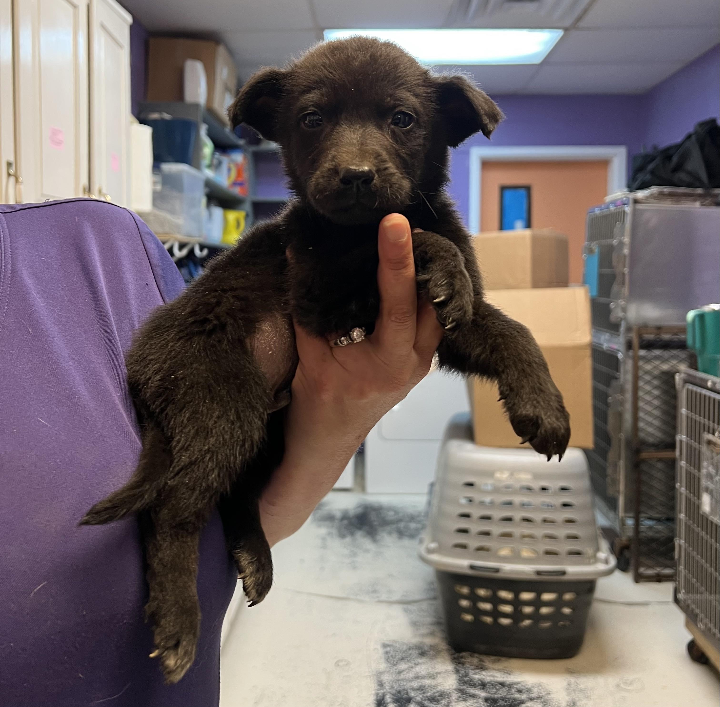 Enlarge Looney Tunes Puppies, a Adopted mixed breed in Bowersville, GA image 3/4