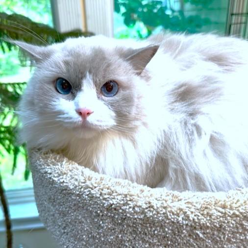 TREMENDOUS THEODORE - HUGE, BI-COLOR RAGDOLL!