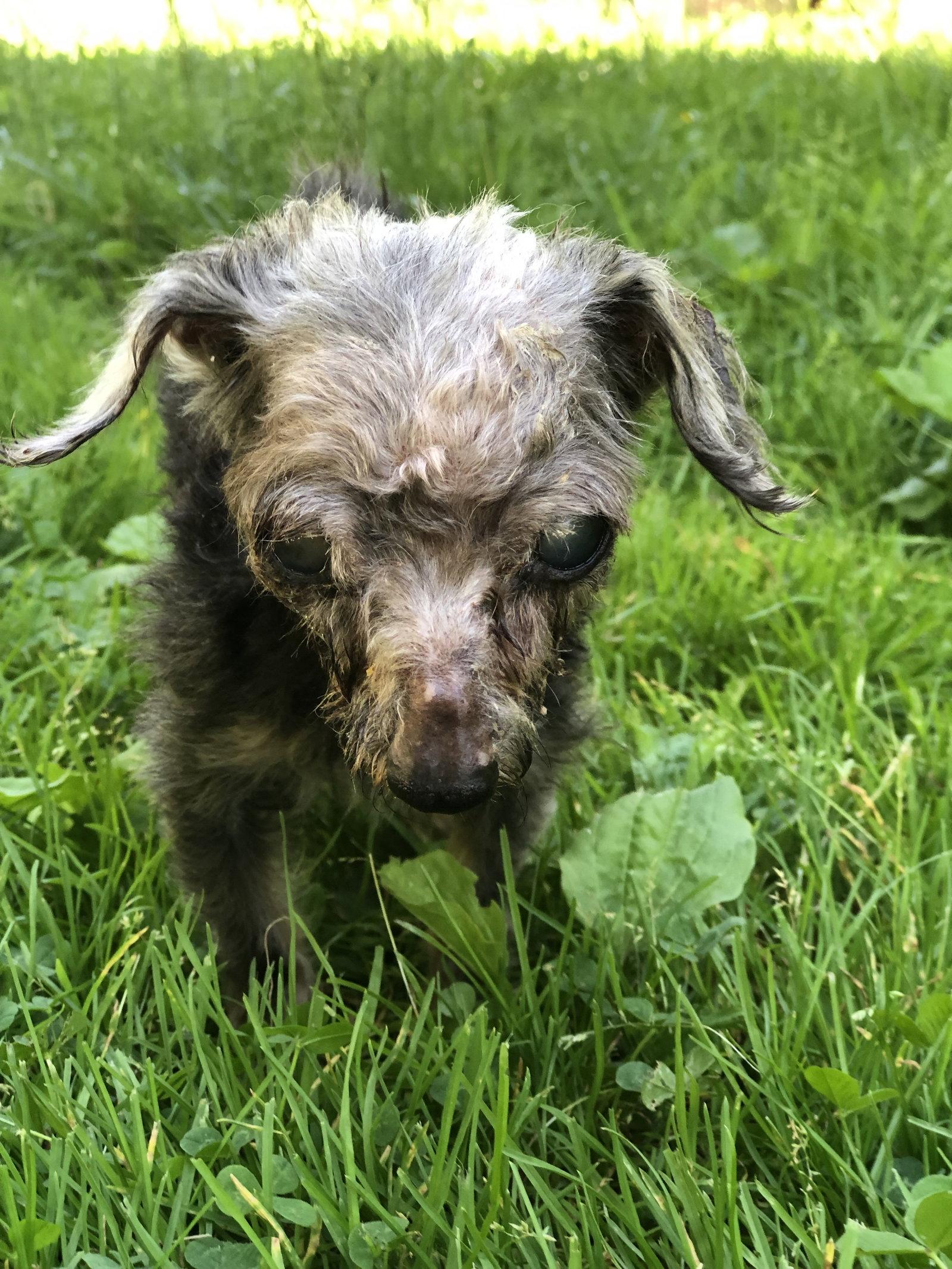 Rudy, a Adopted mixed breed in Elkins, WV image 1/2