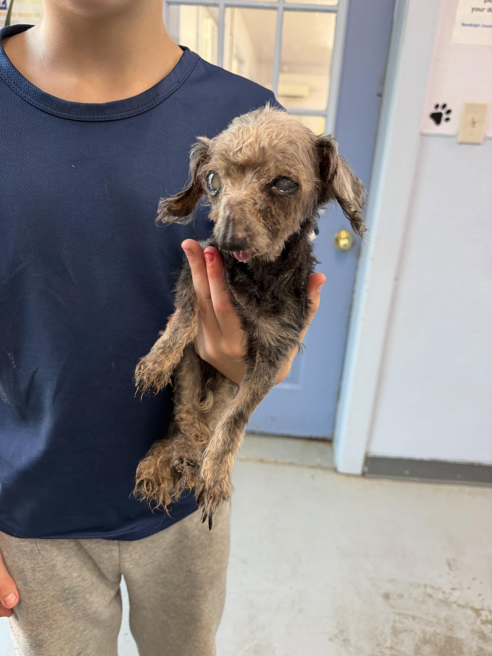 Rudy, a Adopted mixed breed in Elkins, WV image 2/2