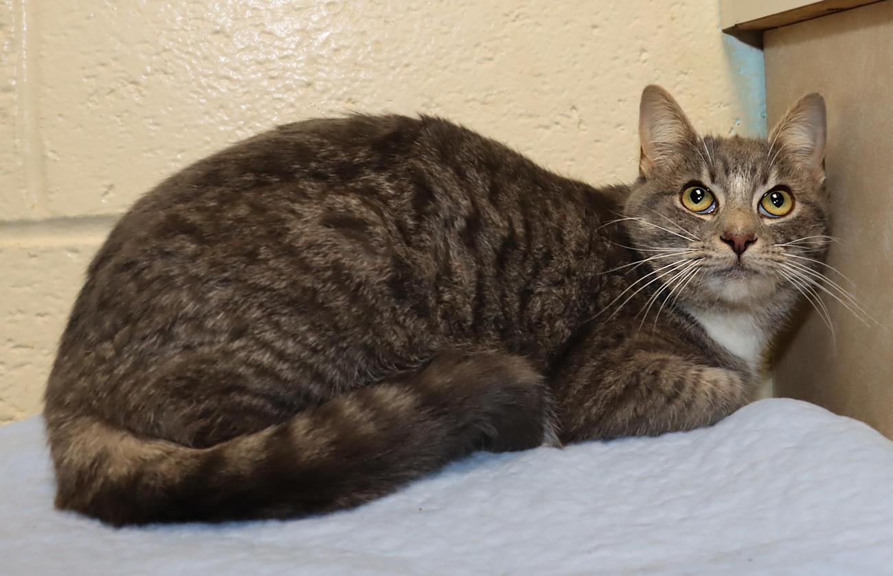 Enlarge Libby, a ADOPTABLE Domestic Short Hair in Euclid, OH image 6/6