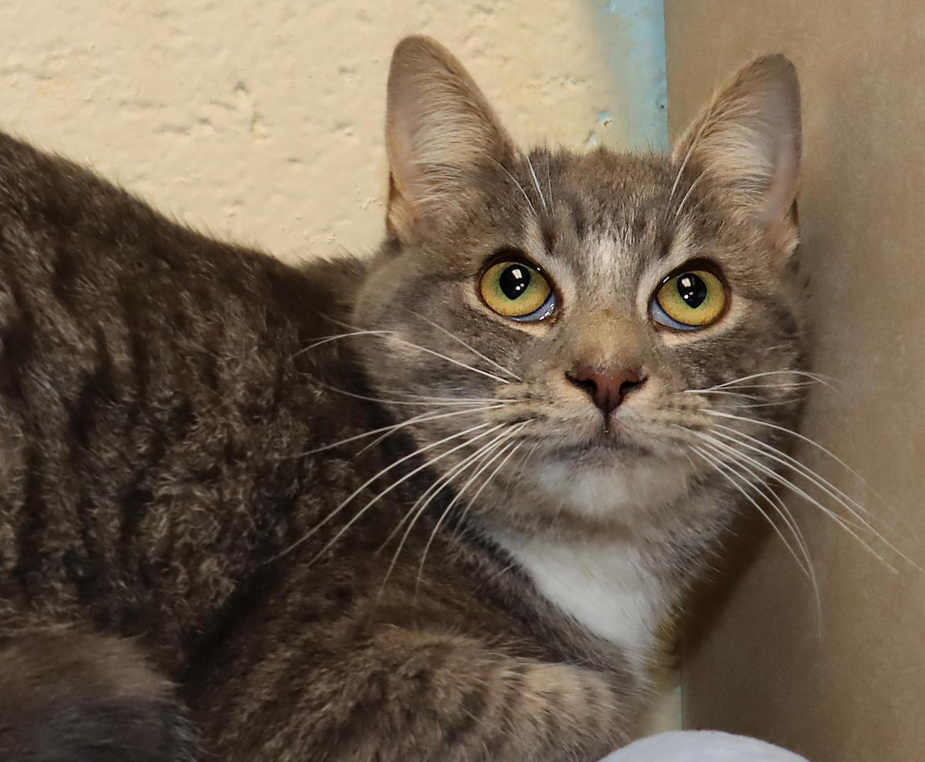 Enlarge Libby, a ADOPTABLE Domestic Short Hair in Euclid, OH image 1/6