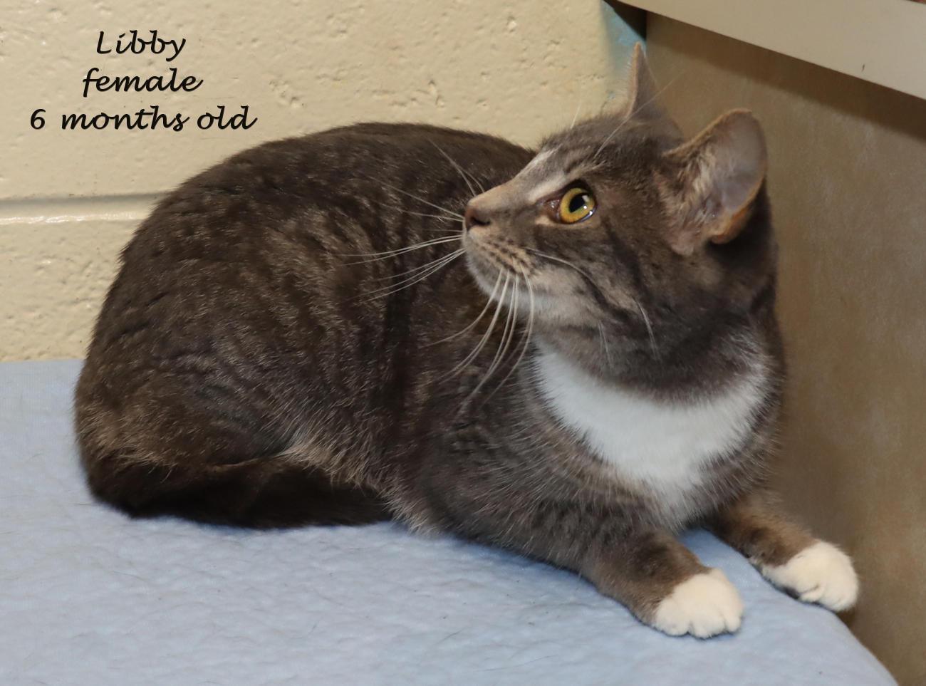 Enlarge Libby, a ADOPTABLE Domestic Short Hair in Euclid, OH image 2/6
