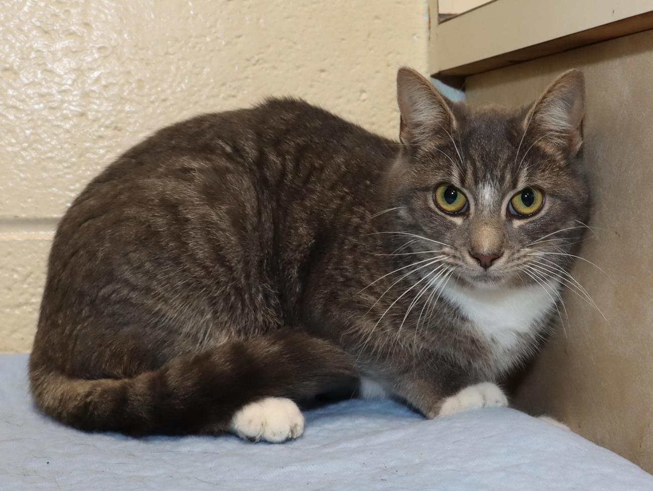 Enlarge Libby, a ADOPTABLE Domestic Short Hair in Euclid, OH image 4/6