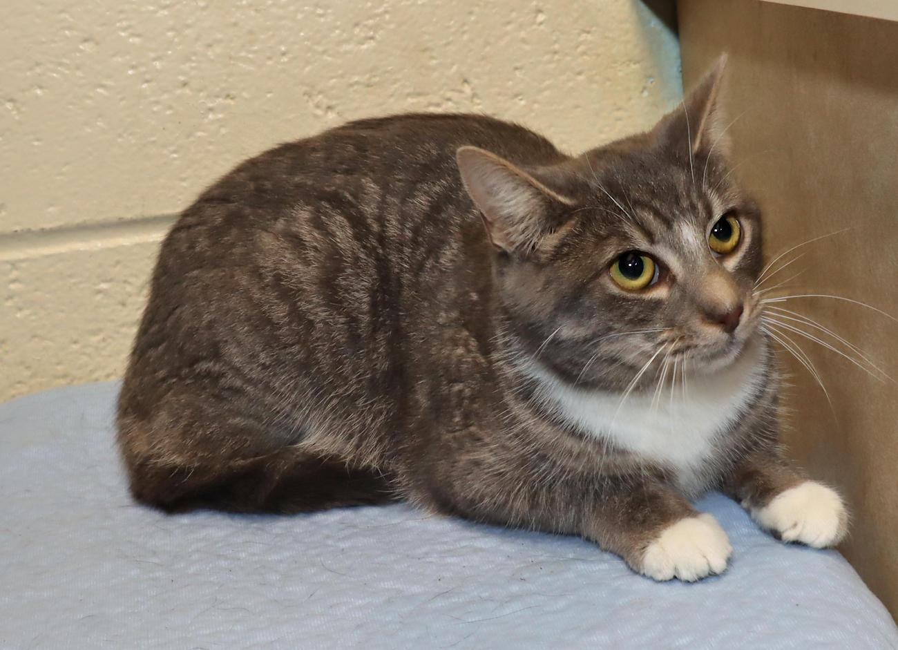 Enlarge Libby, a ADOPTABLE Domestic Short Hair in Euclid, OH image 3/6