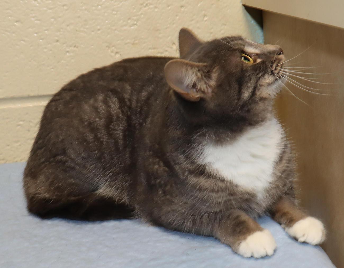 Enlarge Libby, a ADOPTABLE Domestic Short Hair in Euclid, OH image 5/6