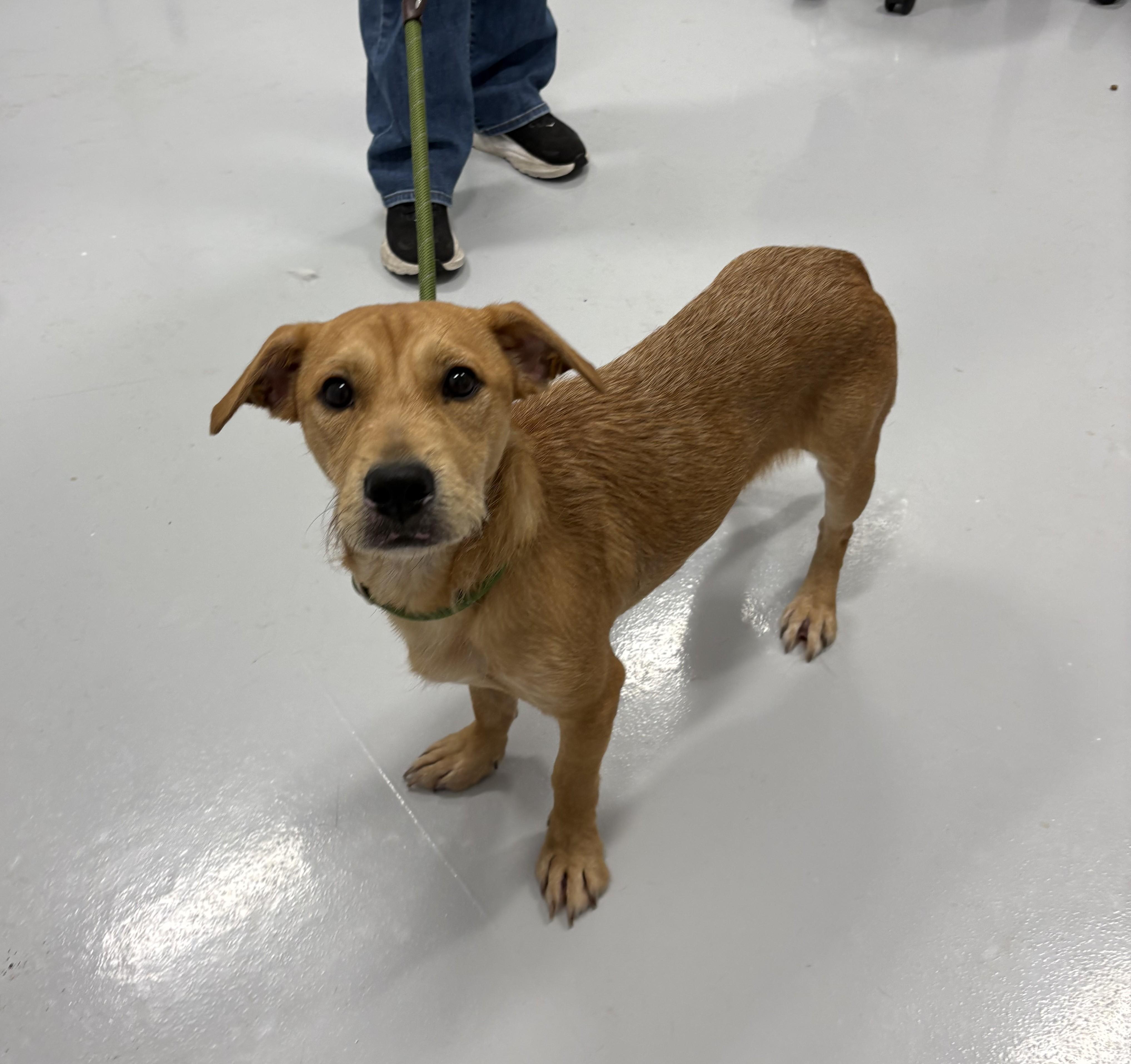 Enlarge Pinto, a Adopted mixed breed in Kankakee, IL image 1/1