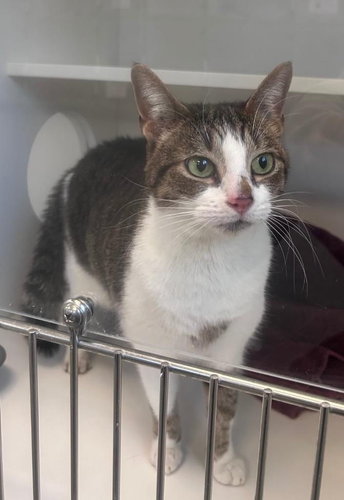 Toffee, Adoptable, Adult Female Domestic Short Hair.