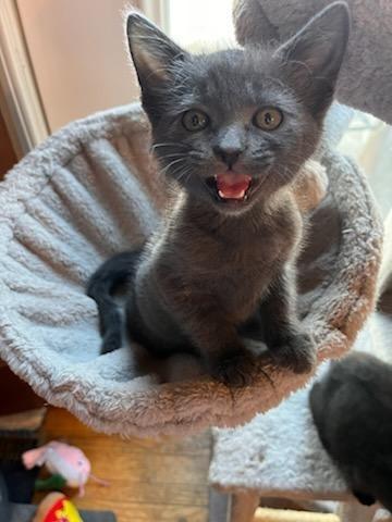 Enlarge Noel, a Adopted mixed breed in Shawnee, KS image 1/5