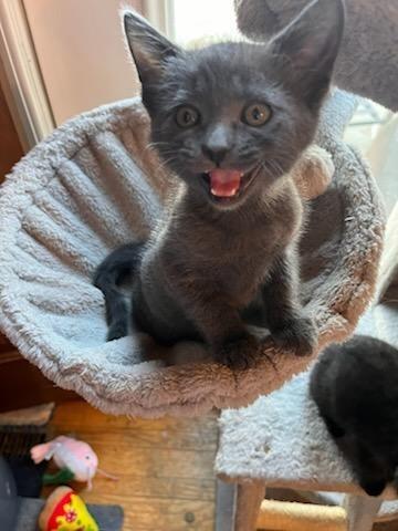 Enlarge Noel, a Adopted mixed breed in Shawnee, KS image 2/5