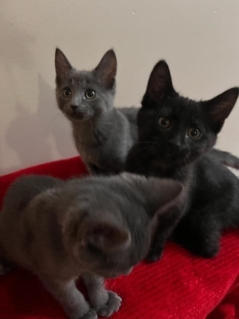 Enlarge Noel, a Adopted mixed breed in Shawnee, KS image 3/5