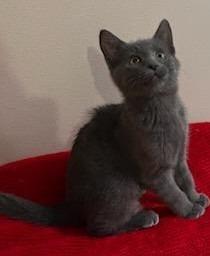 Enlarge Noel, a Adopted mixed breed in Shawnee, KS image 4/5