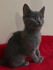 Enlarge Noel, a Adopted mixed breed in Shawnee, KS image 5/5