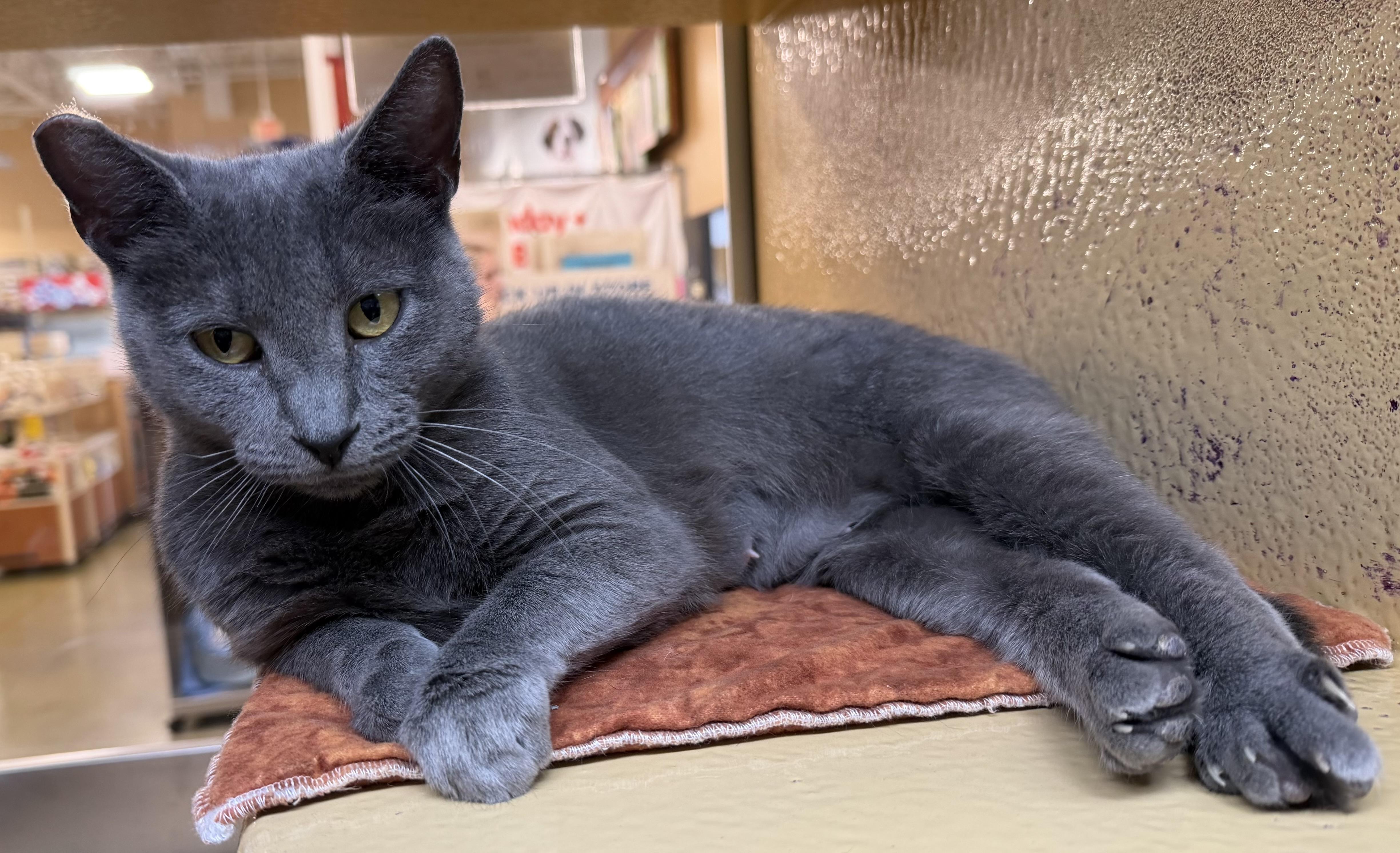 Enlarge Katya, a Adopted mixed breed in Marion, NC image 2/6