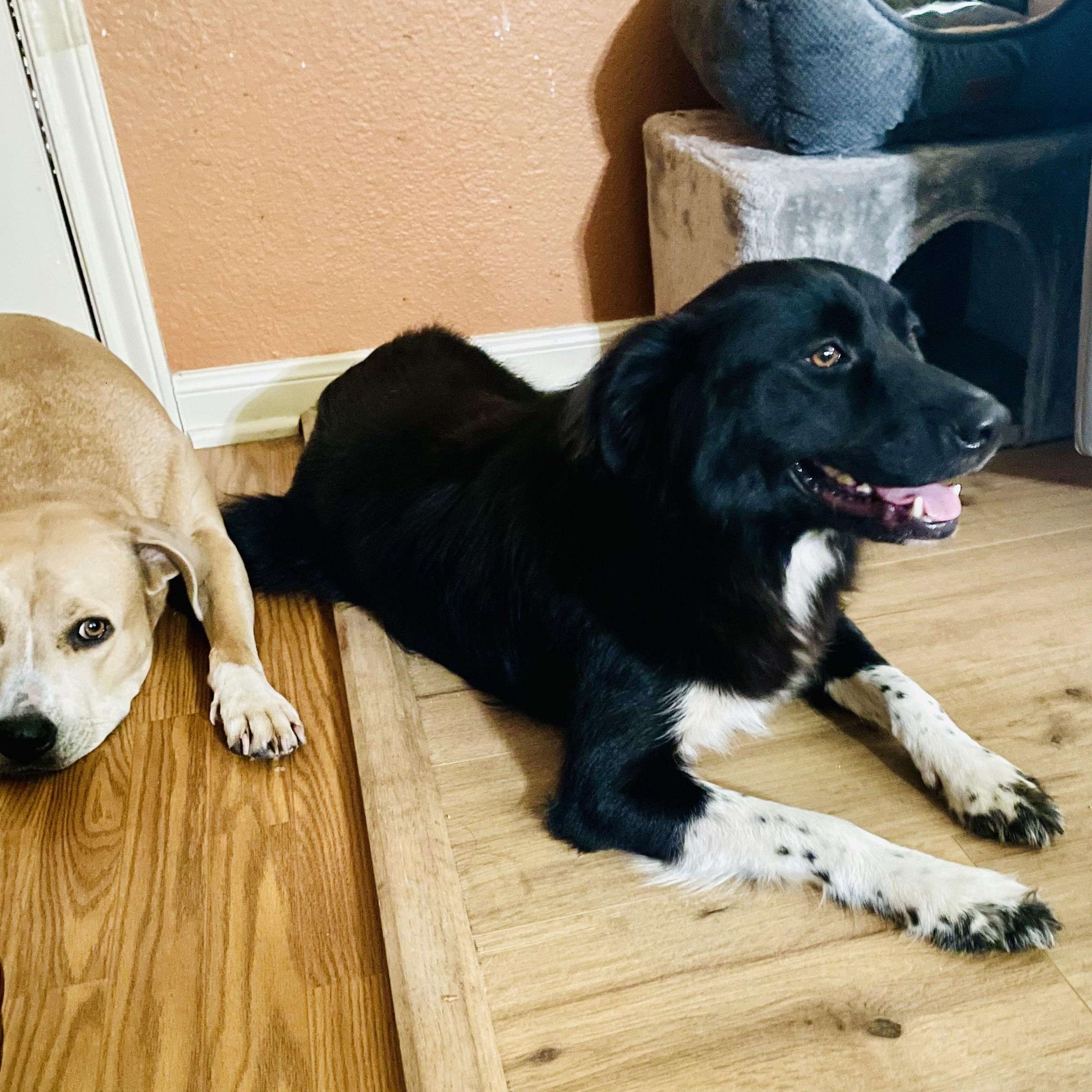 Enlarge TRIXIE, a Adopted mixed breed in Dunn Loring, VA image 4/6