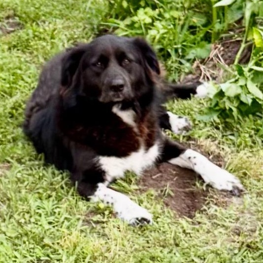 Enlarge TRIXIE, a Adopted mixed breed in Dunn Loring, VA image 5/6