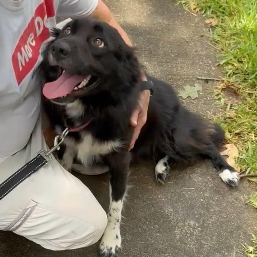 TRIXIE, Adopted, Adult Female Border Collie.