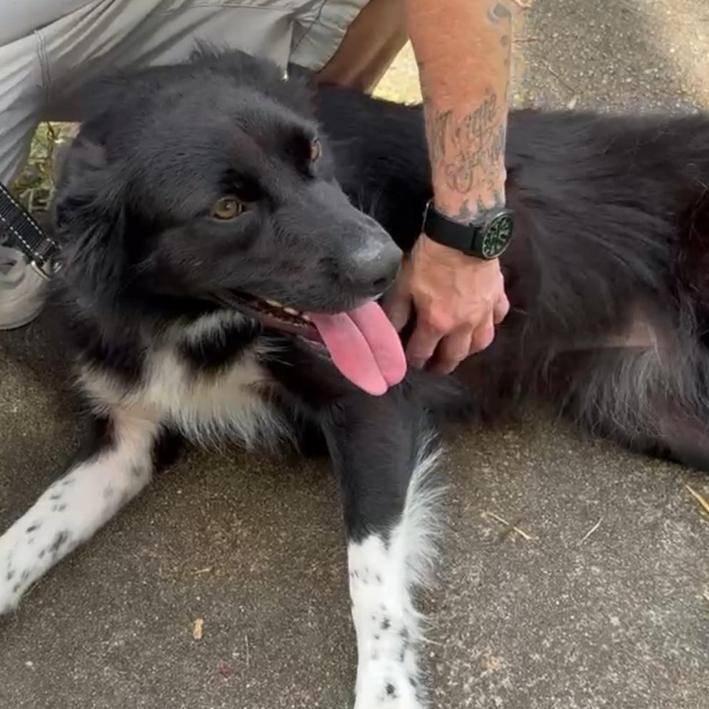 Enlarge TRIXIE, a Adopted mixed breed in Dunn Loring, VA image 2/6