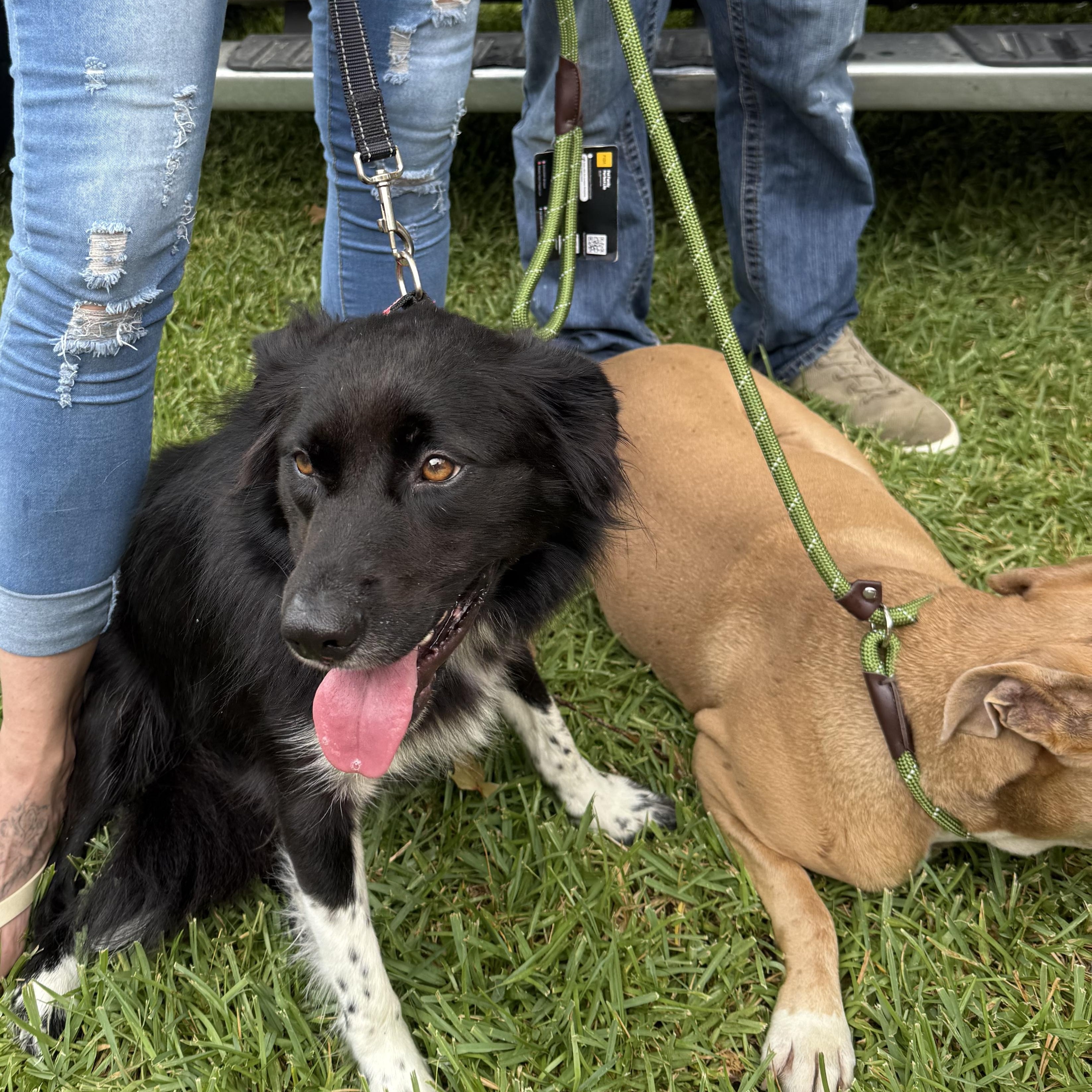 Enlarge TRIXIE, a Adopted mixed breed in Dunn Loring, VA image 3/6