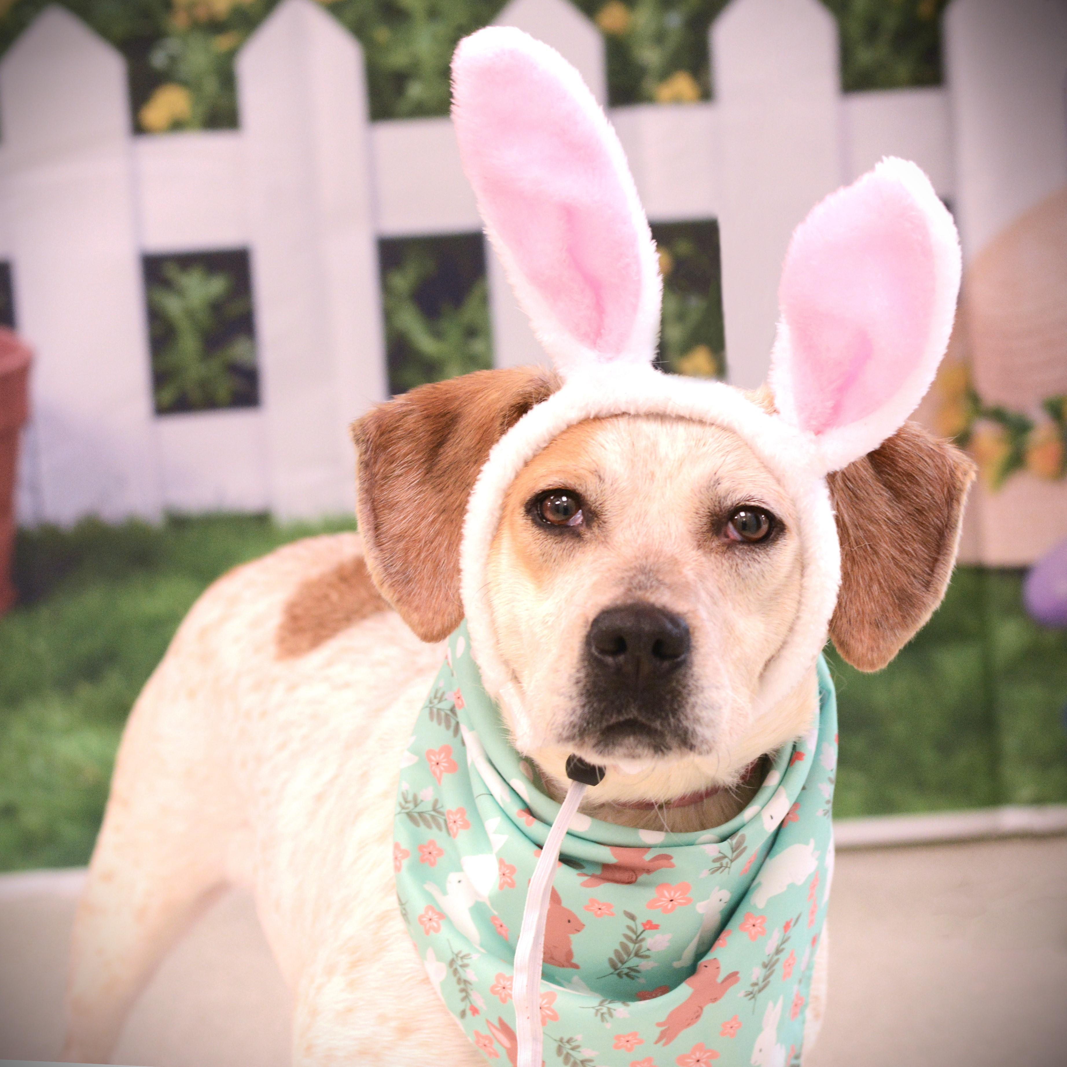 Enlarge Lula, an adoptable mixed breed in Amsterdam, NY image 1/1