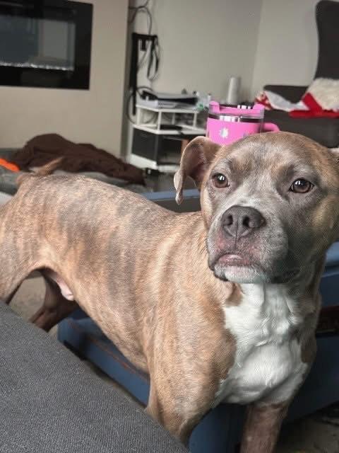 Eddie Stokes, a ADOPTABLE Pit Bull Terrier in Puyallup, WA image 2/3