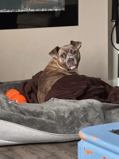 Eddie Stokes, a ADOPTABLE Pit Bull Terrier in Puyallup, WA image 1/3